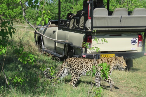 Sango Safari Camp gamedrive 002